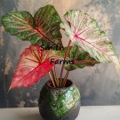 25 Seeds Rosebud Caladium Flowers Plant Fast Shipping