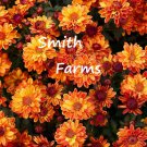 200 Seeds Bronze Mums Chrysanthemum Flowers Katelli Garden Mum Autumn Fall Fast Shipping 200 Seeds Bronze Mums Chrysanthemum Flowers Katelli Garden Mum Autumn Fall Fast Shipping