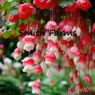 25 Seeds Red & White Weeping Begonia Flowers Beautiful Hanging Basket Plant Fast Shipping