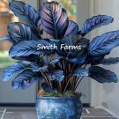 25 Seeds Gray & Blue Calathea Flowers Garden Fast Shipping 25 Seeds Gray & Blue Calathea Flowers Garden Fast Shipping