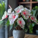 25 Seeds Angel Wings Begonia Flowers Yellow Garden Fast Shipping 25 Seeds Angel Wings Begonia Flowers Yellow Garden Fast Shipping