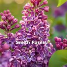 25 Seeds Purple Lilac Flowers Syringa Vulgaris Fast Shipping 25 Seeds Purple Lilac Flowers Syringa Vulgaris Fast Shipping