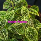 50 Seeds Macodes Jewel Orchid Flower House Plant Fast Shipping 50 Seeds Macodes Jewel Orchid Flower House Plant Fast Shipping