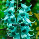 25 Seeds Jade Vine Flowers Strongylodon Macrobotrys Fast Shipping 25 Seeds Jade Vine Flowers Strongylodon Macrobotrys Fast Shipping