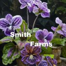 25 Seeds Purple Cape Primrose Flowers House Plant Streptocarpus Fast Shipping 25 Seeds Purple Cape Primrose Flowers House Plant Streptocarpus Fast Shipping