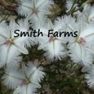 25 Seeds White Fringe Thysanotus Flowers Fast Shipping 25 Seeds White Fringe Thysanotus Flowers Fast Shipping