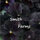 25 Seeds Black Viola Cornuta Flowers Black Out Fast Shipping 25 Seeds Black Viola Cornuta Flowers Black Out Fast Shipping