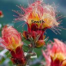 25 Seeds Pink Prairie Smoke Flower Geum Triflorum Fast Shipping