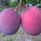 1 Seed Tommy Atkins Mango Fresh Fruit Garden Fast Shipping