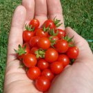 50 Seeds Wild Cherry Tomato Tomatoe Vegetable Garden Edible Canning Fast Shipping