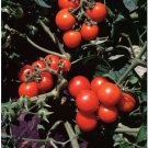 50 Seeds Washington Cherry Tomato Tomatoe Vegetable Garden Edible Canning Fast Shipping 50 Seeds Washington Cherry Tomato Tomatoe Vegetable Garden Edible Canning Fast Shipping