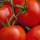 50 Seeds Tribute Tomato Tomatoe Vegetable Garden Edible Canning Fast Shipping 50 Seeds Tribute Tomato Tomatoe Vegetable Garden Edible Canning Fast Shipping