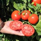 50 Seeds Tonopah Tomato Tomatoe Vegetable Garden Edible Canning Fast Shipping 50 Seeds Tonopah Tomato Tomatoe Vegetable Garden Edible Canning Fast Shipping