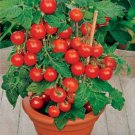 50 Seeds St Nick Tomato Tomatoe Vegetable Garden Edible Canning Fast Shipping 50 Seeds St Nick Tomato Tomatoe Vegetable Garden Edible Canning Fast Shipping