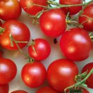 50 Seeds Salt Spring Sunrise Tomato Tomatoe Vegetable Garden Edible Canning Fast Shipping
