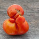 50 Seeds Ugly Tennessee Tomato Tomatoe Vegetable Garden Edible Canning Fast Shipping 50 Seeds Ugly Tennessee Tomato Tomatoe Vegetable Garden Edible Canning Fast Shipping