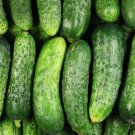 25 Seeds Hawaii Cucumbers Tasty Crunchy Growth 52 Days Harvest Vegetable Fast Shipping 25 Seeds Hawaii Cucumbers Tasty Crunchy Growth 52 Days Harvest Vegetable Fast Shipping