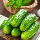 25 Seeds South Dakota Cucumbers Great Tasting Crunchy Cucks Veg Fast Shipping 25 Seeds South Dakota Cucumbers Great Tasting Crunchy Cucks Veg Fast Shipping