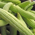 25 Seeds Cucumber Armenian Burpless Long Cukes Vegetable Fast Shipping 25 Seeds Cucumber Armenian Burpless Long Cukes Vegetable Fast Shipping