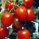50 Seeds Red Pearl Tomato Tomatoe Vegetable Garden Edible Canning Fast Shipping 50 Seeds Red Pearl Tomato Tomatoe Vegetable Garden Edible Canning Fast Shipping
