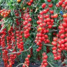 50 Seeds Rapunzel Tomato Tomatoe Vegetable Garden Edible Canning Fast Shipping 50 Seeds Rapunzel Tomato Tomatoe Vegetable Garden Edible Canning Fast Shipping