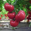 50 Seeds Quick Pick Tomato Tomatoe Vegetable Garden Edible Canning Fast Shipping