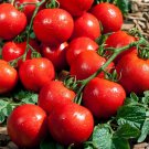50 Seeds Premio Tomato Tomatoe Vegetable Garden Edible Canning Fast Shipping 50 Seeds Premio Tomato Tomatoe Vegetable Garden Edible Canning Fast Shipping