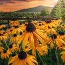 25 Seeds Lazy Sn Flowers Big Yelllow Floral Blooms Plant Garden Fast Shipping 25 Seeds Lazy Sn Flowers Big Yelllow Floral Blooms Plant Garden Fast Shipping
