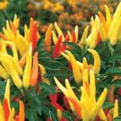 25 Seeds Chilly Chili Pepper Garden Fresh Vegetables Healthy Edible Fast Shipping 25 Seeds Chilly Chili Pepper Garden Fresh Vegetables Healthy Edible Fast Shipping