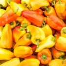 25 Seeds Gypsy Pepper Garden Fresh Vegetables Healthy Edible Food Fast Shipping 25 Seeds Gypsy Pepper Garden Fresh Vegetables Healthy Edible Food Fast Shipping