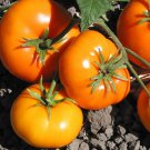 50 Seeds Carolina Gold Tomato Hybrid Tomatoe Vegetable Garden Edible Canning Fast Shipping 50 Seeds Carolina Gold Tomato Hybrid Tomatoe Vegetable Garden Edible Canning Fast Shipping