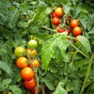 50 Seeds GardenerS Delight Tomato Tomatoe Vegetable Garden Edible Canning Fast Shipping