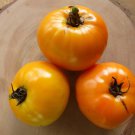 50 Seeds Orange Queen Tomato Tomatoe Vegetable Garden Edible Canning Fast Shipping