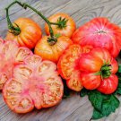 50 Seeds Old German Tomato Tomatoe Vegetable Garden Edible Fast Shipping 50 Seeds Old German Tomato Tomatoe Vegetable Garden Edible Fast Shipping