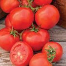 50 Seeds Oh Happy Day Tomato Tomatoe Vegetable Garden Edible Fast Shipping 50 Seeds Oh Happy Day Tomato Tomatoe Vegetable Garden Edible Fast Shipping