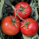 50 Seeds New Yorker Tomato Tomatoe Vegetable Garden Edible Fast Shipping