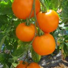 50 Seeds Moonglow Tomato Tomatoe Vegetable Garden Edible Canning Fast Shipping 50 Seeds Moonglow Tomato Tomatoe Vegetable Garden Edible Canning Fast Shipping