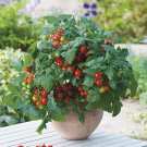 50 Seeds Minibel Tomato Tomatoe Vegetable Garden Edible Canning Fast Shipping 50 Seeds Minibel Tomato Tomatoe Vegetable Garden Edible Canning Fast Shipping