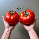 50 Seeds Kobe Beefsteak Tomato Tomatoe Vegetable Garden Edible Food Fast Shipping 50 Seeds Kobe Beefsteak Tomato Tomatoe Vegetable Garden Edible Food Fast Shipping