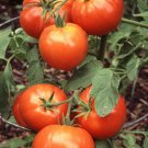 50 Seeds Illini Star Tomato Juicy Tomatoe Vegetable Garden Edible Food Fast Shipping 50 Seeds Illini Star Tomato Juicy Tomatoe Vegetable Garden Edible Food Fast Shipping