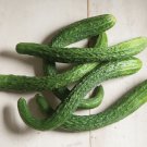 25 Seeds Suyo Long Cucumbers Edible Food Canning Pickling Fast Shipping 25 Seeds Suyo Long Cucumbers Edible Food Canning Pickling Fast Shipping