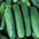 25 Seeds Poinsett Cucumbers Edible Food Canning Pickling Fast Shipping 25 Seeds Poinsett Cucumbers Edible Food Canning Pickling Fast Shipping