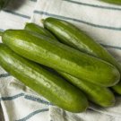 25 Seeds Persian Cucumbers Edible Food Canning Pickling Fast Shipping