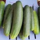 25 Seeds Indy Cucumbers Edible Food Fast Shipping 25 Seeds Indy Cucumbers Edible Food Fast Shipping