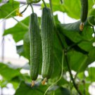 25 Seeds Helena Cucumbers Edible Food Fast Shipping 25 Seeds Helena Cucumbers Edible Food Fast Shipping