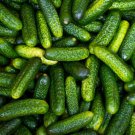 25 Seeds Gherkin Cucumbers Edible Food Fast Shipping 25 Seeds Gherkin Cucumbers Edible Food Fast Shipping