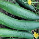 25 Seeds Garden Sweet Burpless Cucumbers Edible Food Fast Shipping 25 Seeds Garden Sweet Burpless Cucumbers Edible Food Fast Shipping