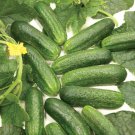 25 Seeds Diamante Cucumbers Edible Food Garden Fast Shipping 25 Seeds Diamante Cucumbers Edible Food Garden Fast Shipping
