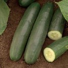 25 Seeds Darlington Cucumbers Edible Food Garden Fast Shipping 25 Seeds Darlington Cucumbers Edible Food Garden Fast Shipping