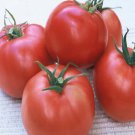 50 Seeds Gulf State Market Tomato Juicy Tomatoe Vegetable Garden Edible Fast Shipping 50 Seeds Gulf State Market Tomato Juicy Tomatoe Vegetable Garden Edible Fast Shipping